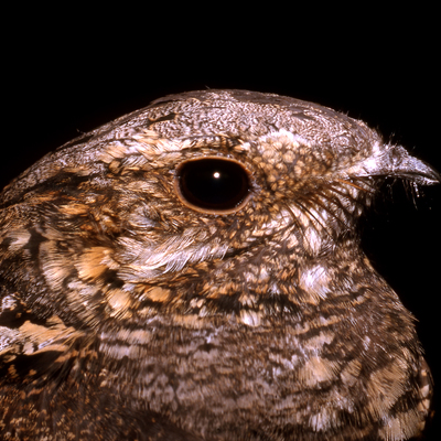 nightjar@twoot.site
