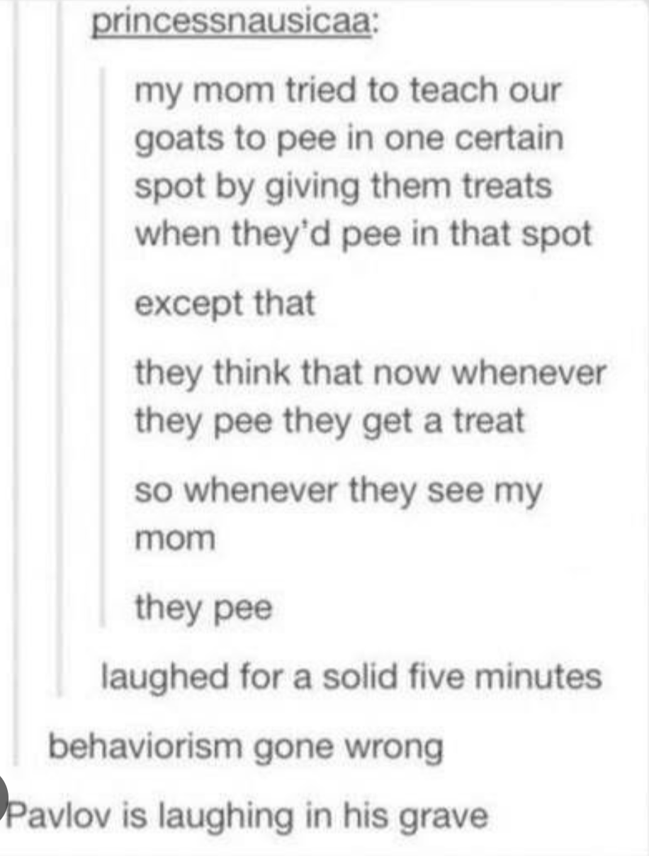 princessnausicaa:

my mom tried to teach our goats to pee in one certain spot by giving them treats when they'd pee in that spot

except that

they think that now whenever they pee they get a treat

so whenever they see my mom

they pee

--

laughed for a solid five minutes

--

behaviorism gone wrong

--

Pavlov is laughing in his grave